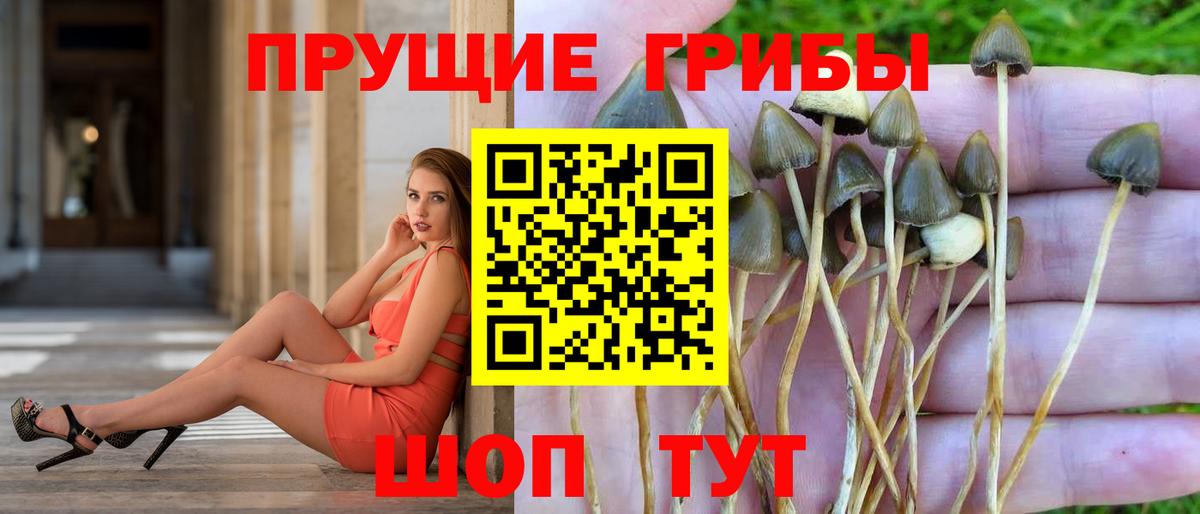 Псилоцибиновые грибы Psilocybine cubensis Комсомольск-на-Амуре